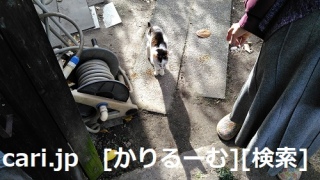 2018/12/09　猫ハナ(はな)写真　KIMG0244